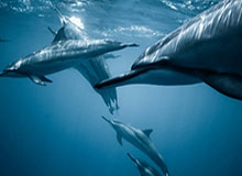 kaiyun-阿德巴约续约暗示字母留队？湖人已为2021完成布局